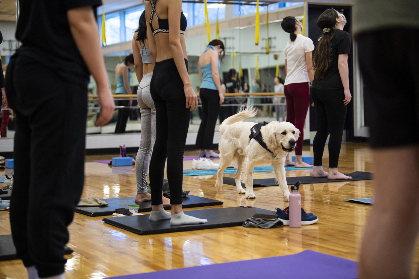 03/10/22 - BOSTON, MA. NUPD K9 Cooper does yoga with Northeastern students in the Marino Recreation Center on Thursday, March 10, 2022. Photo by Alyssa Stone/Northeastern University