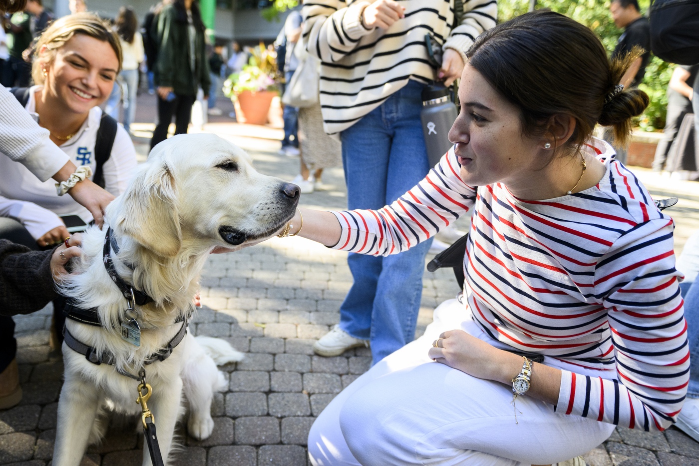 09/15/22 - BOSTON, MA. - Cooper and friends visit with members of the Northeastern community at Snell Quad to provide stress relief on Thursday, Sept. 15, 2022. Photo by Matthew Modoono/Northeastern University